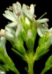 Veronica odora. Flowering shoot with terminal inflorescence and lateral inflorescences in the leaf axils immediately below it. Scale = 1 mm.
 Image: W.M. Malcolm © Te Papa CC-BY-NC 3.0 NZ